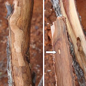 Pseudanilara purpureicollis, PL5705, larval host plant, Allocasuarina helmsii dead stem (PJL 3623), larval tunnel (left) & pupal chamber entrance (arrowed), EP, photo by A.M.P. Stolarski, 7.0 × 2.8 mm